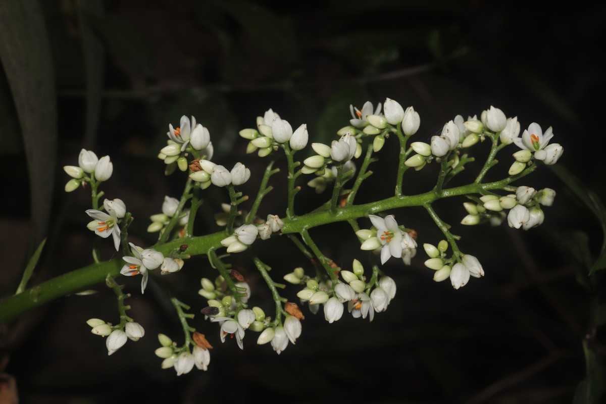 Xiphidium caeruleum Aubl.